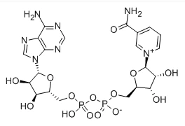 -Nicotinamide Adenine Dinucleotide CAS SỐ: 53-84-9